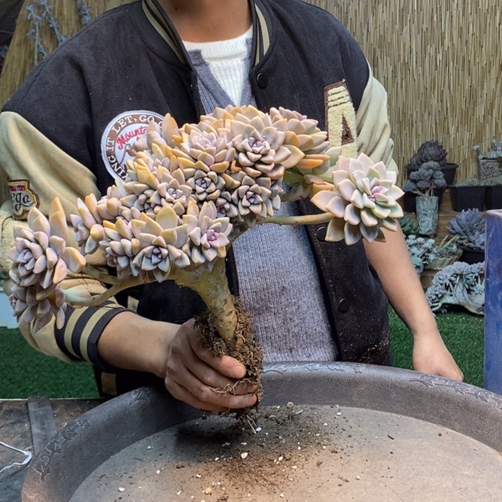 下***/321 号淡雪多肉植物