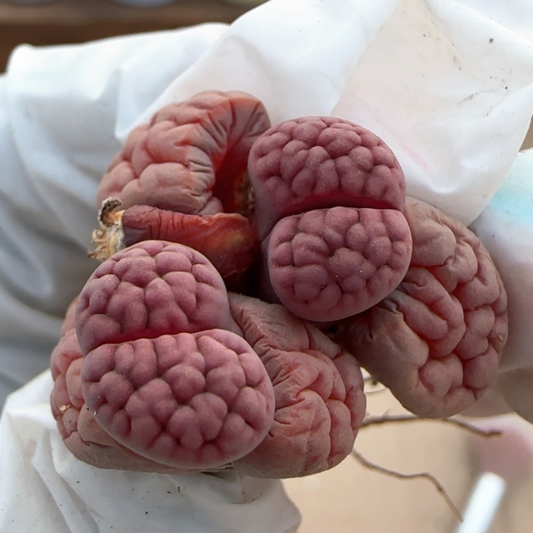 3。21。7051。阿克玫瑰。 