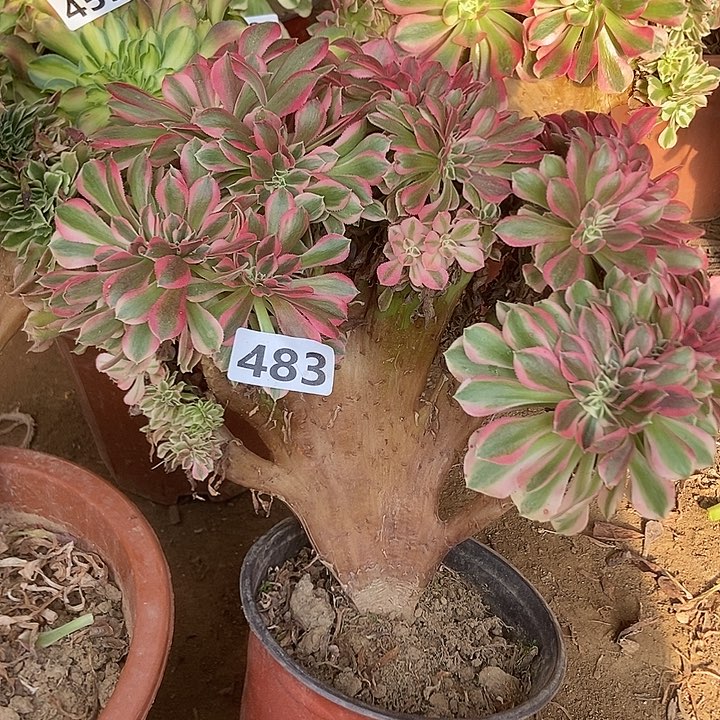 分女巫老庄缀化有断指