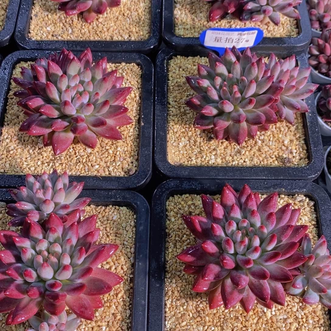 量拍27号 精品母本如烟美人双头一个