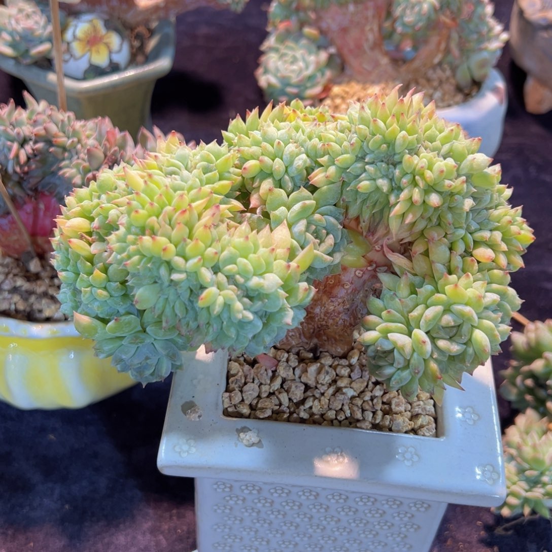 晴*新年快乐啊宝宝们新年8888888