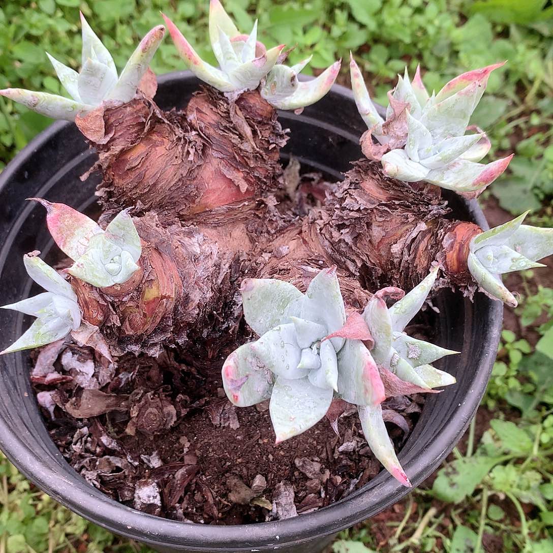 9124白衣圣徒微瑕仙女杯