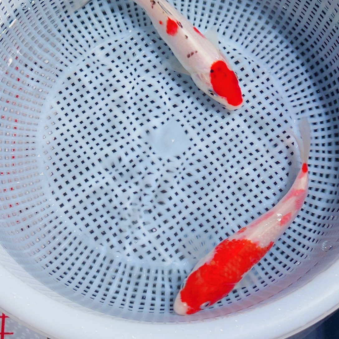 锦鲤锦鲤观赏鱼6666