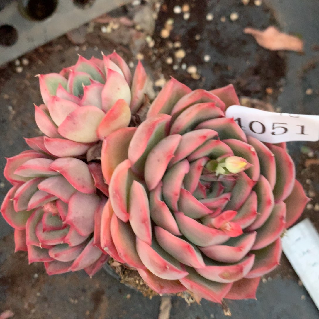 4051杂交精品基地 9厘米