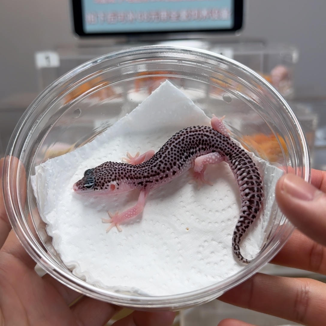 豹纹守宫银河妹妹