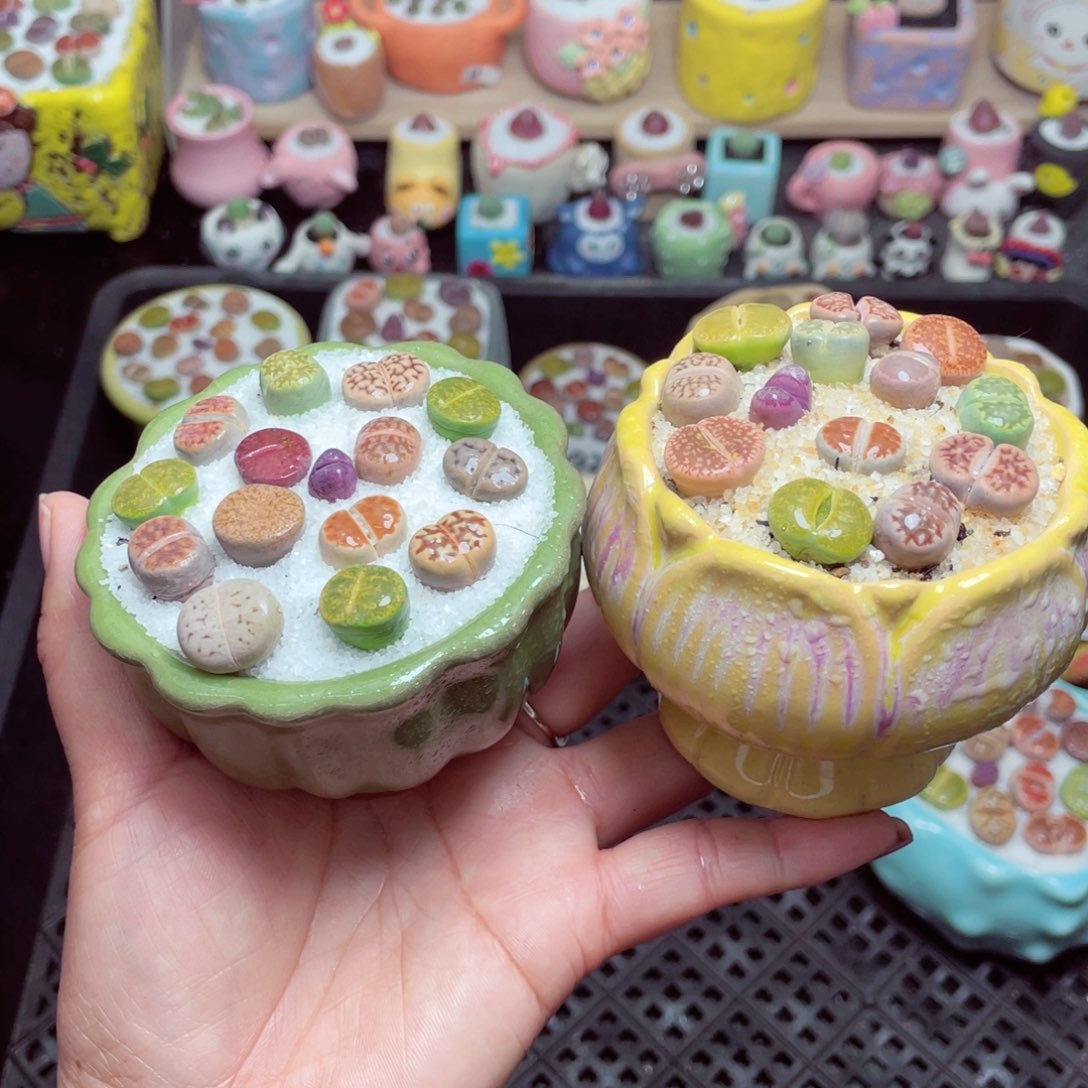 w9227 带盆土发货-零下地区拍保温箱