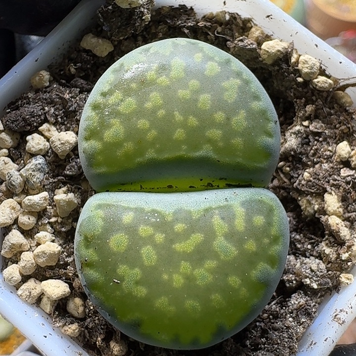 闽***队生石花1111111。   190