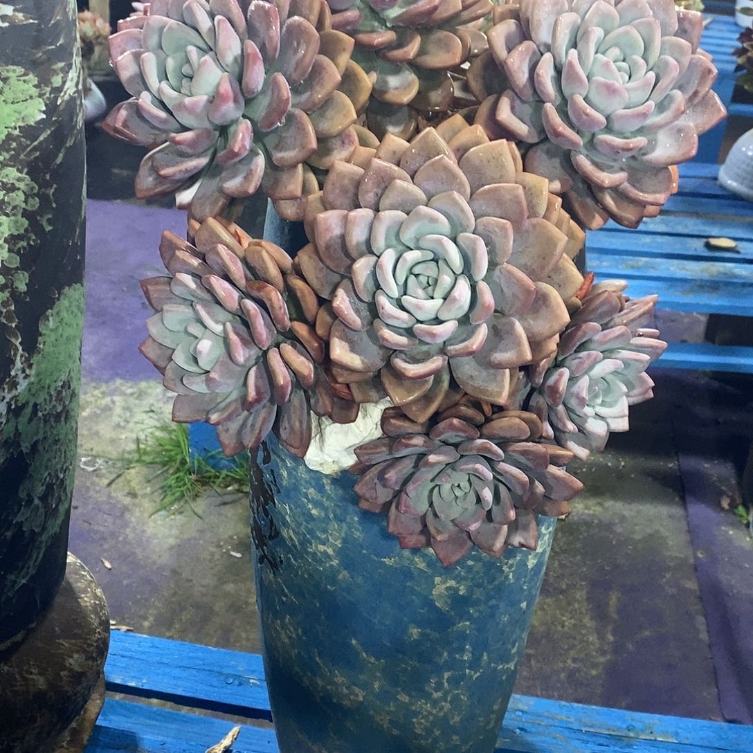 小***雪奥普琳娜多肉植物带盆物流自理