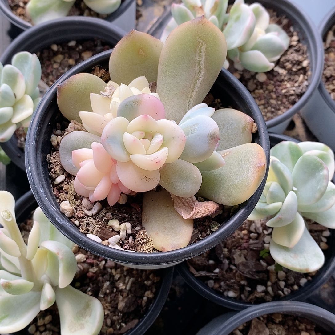 橙梦露锦多肉植物老桩