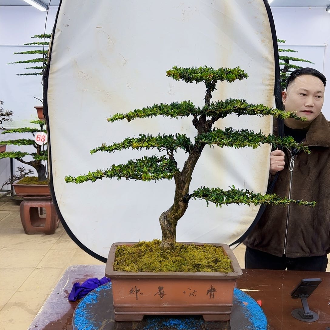 盆景欢迎大家一起来捡漏