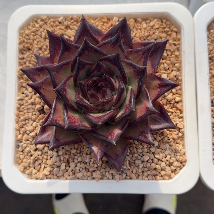 橙皮 乌木  一物一拍