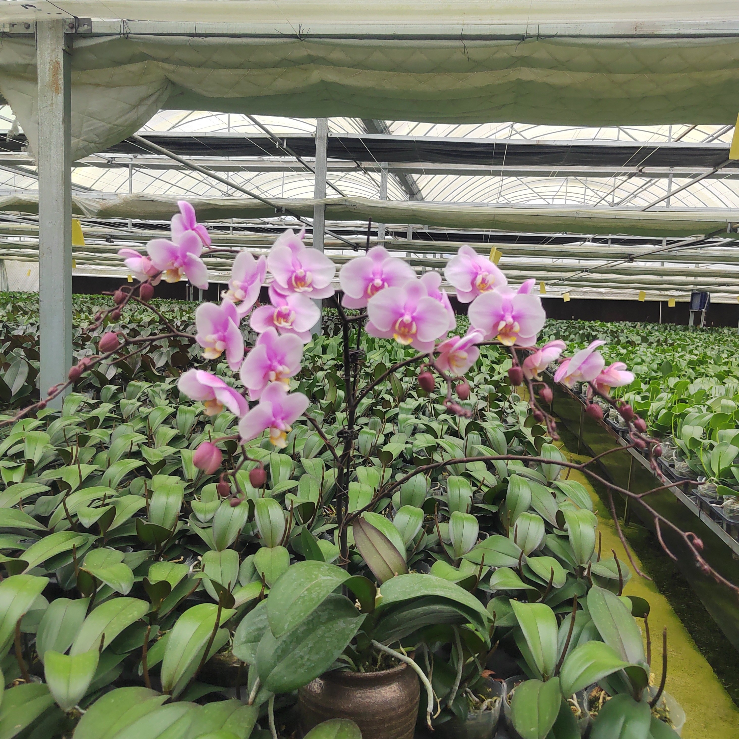 【蝴蝶兰-格林童话】3.5寸开花株绿植花卉美观好养活