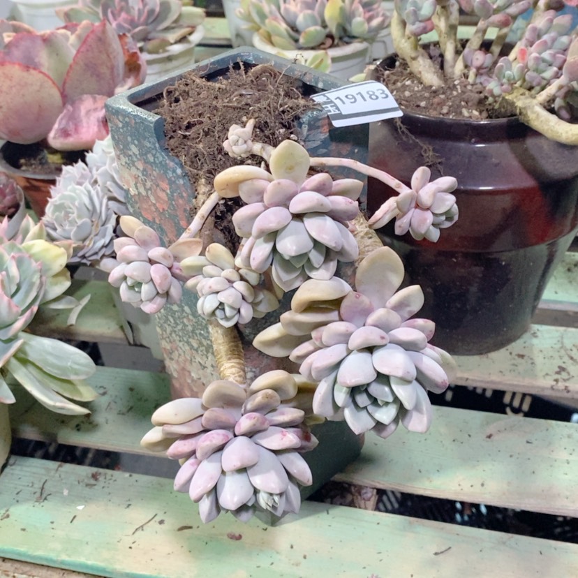 【闪购商品】S****花斑鹿19183