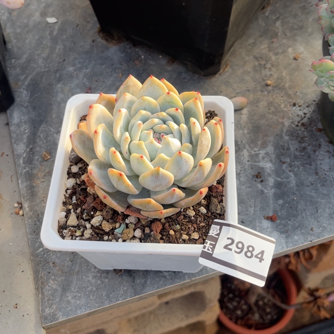 橙梦露锦多肉植物2984