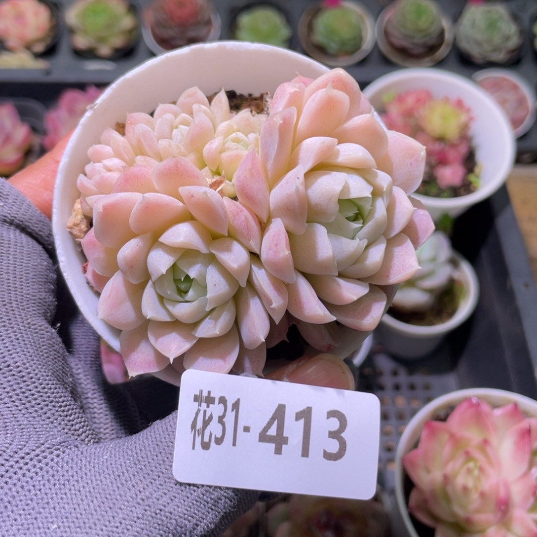 花利美31-413白月影