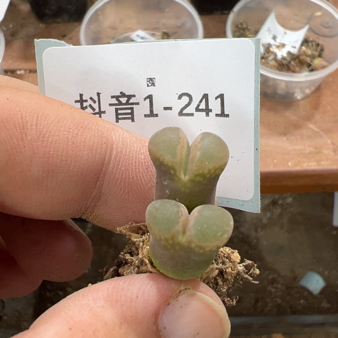 1-241量拍双头c10风铃一颗