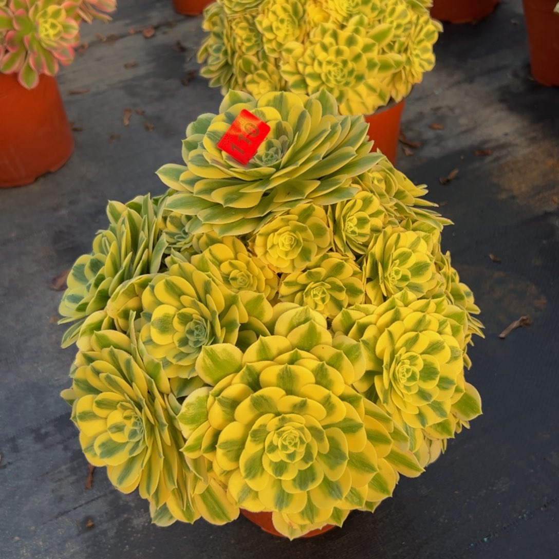 110多肉植物发货迈巴赫