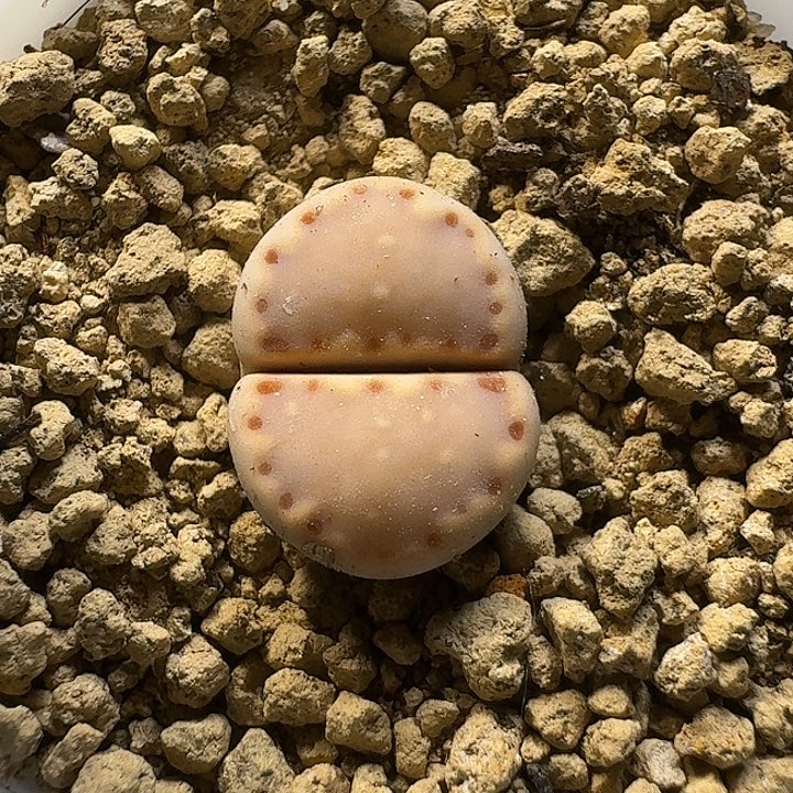 生石花11111。 杏仁饼干。  160