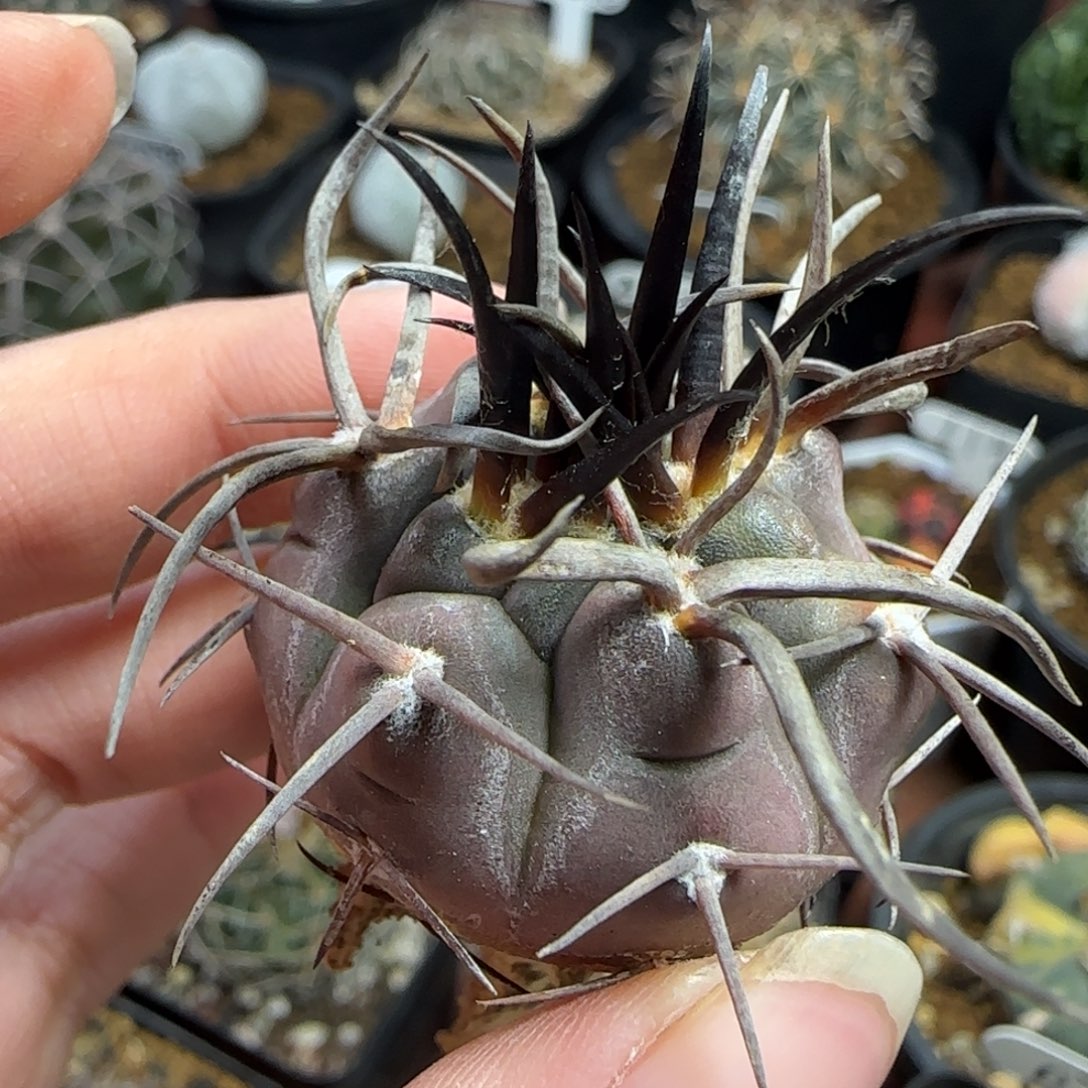 实生守金摩天龙多肉