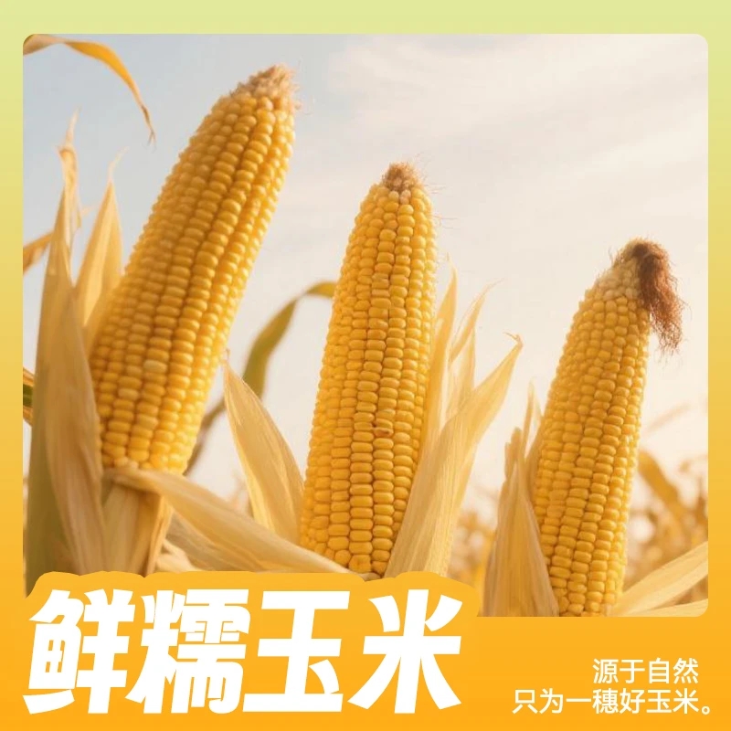 朋谊公社东北黄糯玉米玉米穗黑龙江省