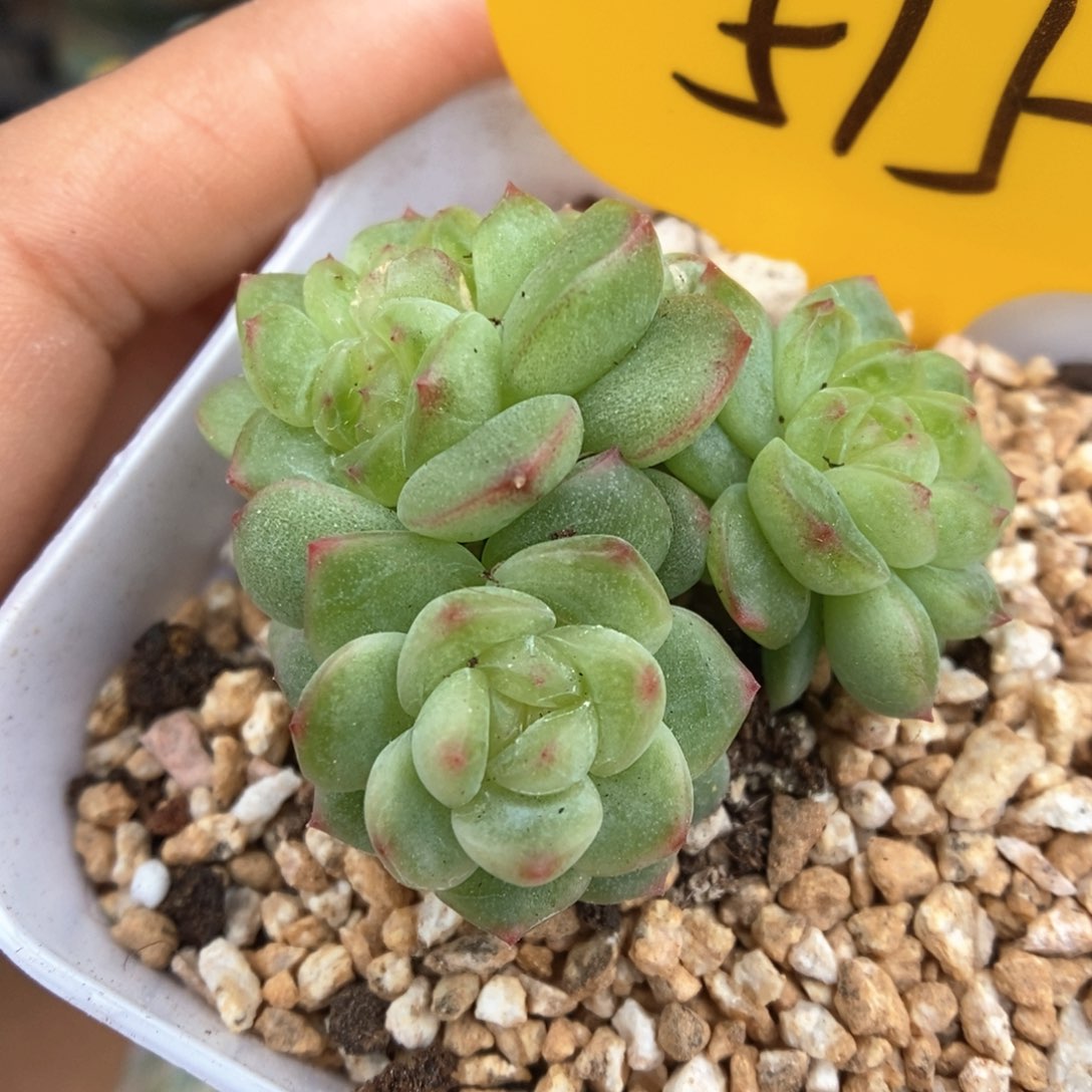 玲珑珍妮群生515号。