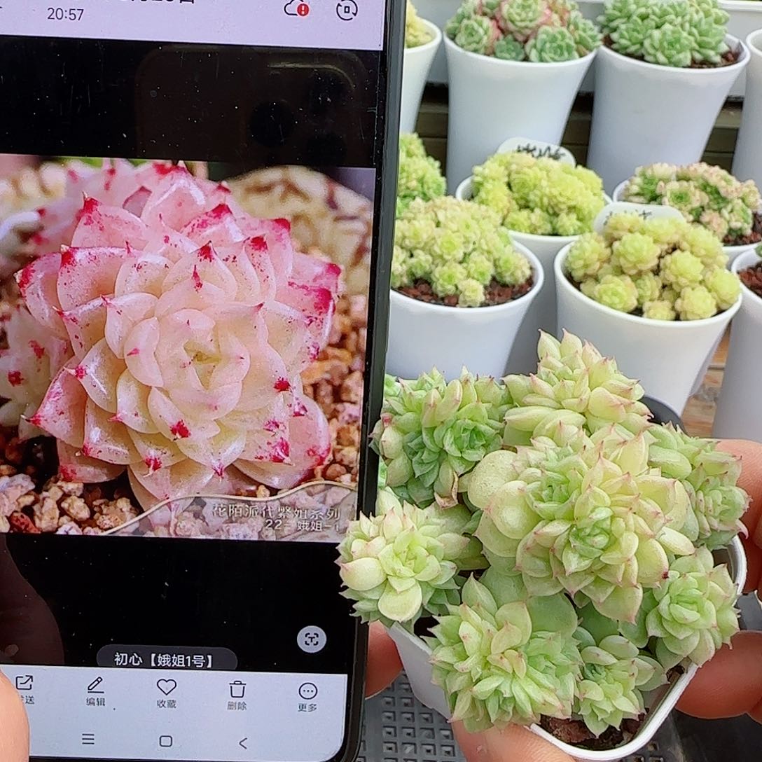 【闪购商品】0510-11（初心