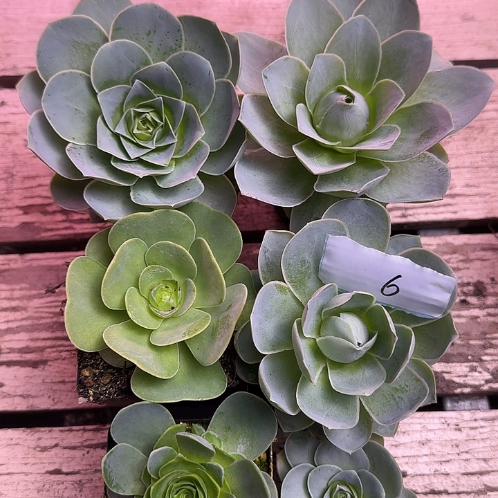 山地玫瑰5大1小，带土发，6号量拍