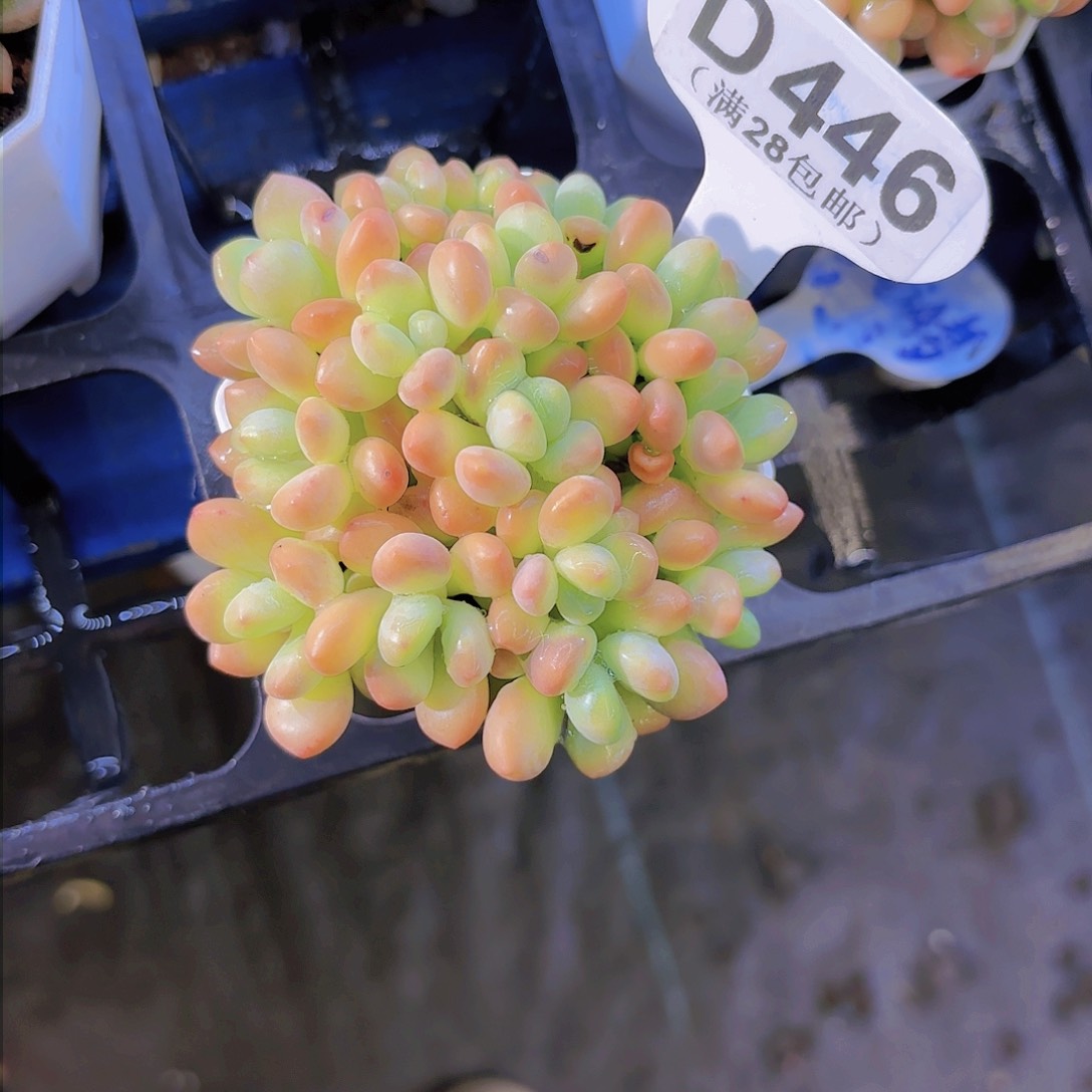 D446QQ糖一物一拍