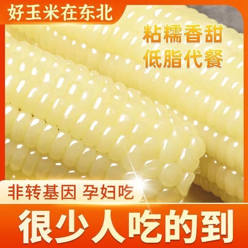 [试吃两根]东北白糯玉米真空包装