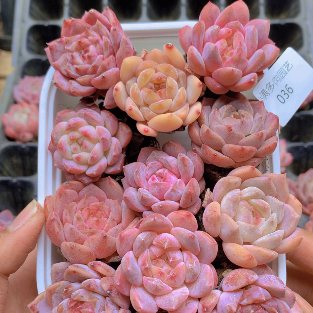 我要睡觉了哦晚安了晚安036