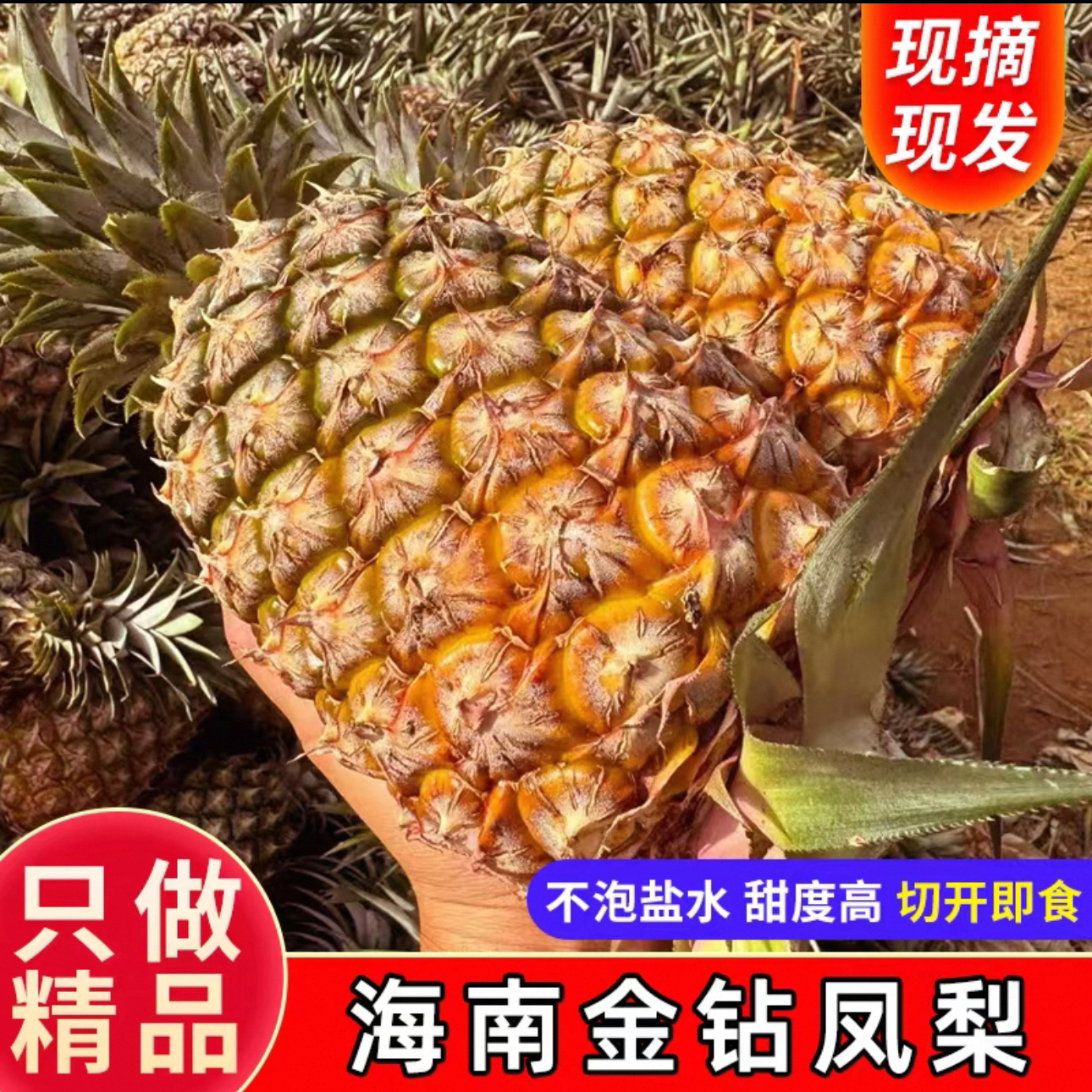 【海南发货】海南金钻凤梨新鲜水果手撕凤梨大果应季当树上自然熟