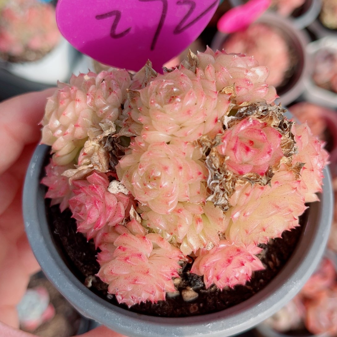 272号小老桩麦秆群