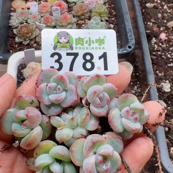 多肉植物多肉植物