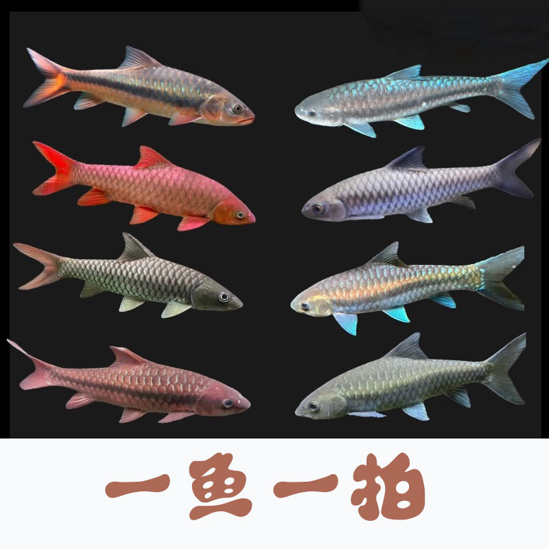 （一鱼一拍）吉罗鱼原生鱼专用链接