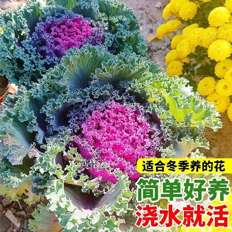 【11米三颗大苗一物一拍】羽衣甘蓝盆栽耐寒可食用阳台羽衣甘蓝花
