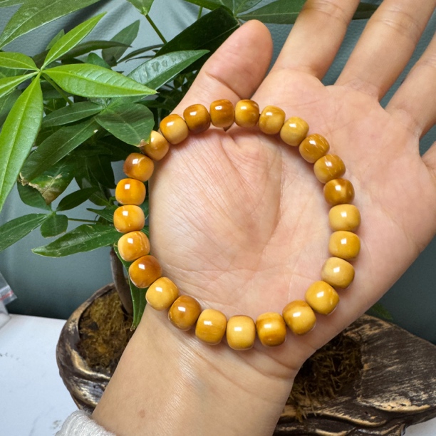 库克金黄皮老型9mm单圈