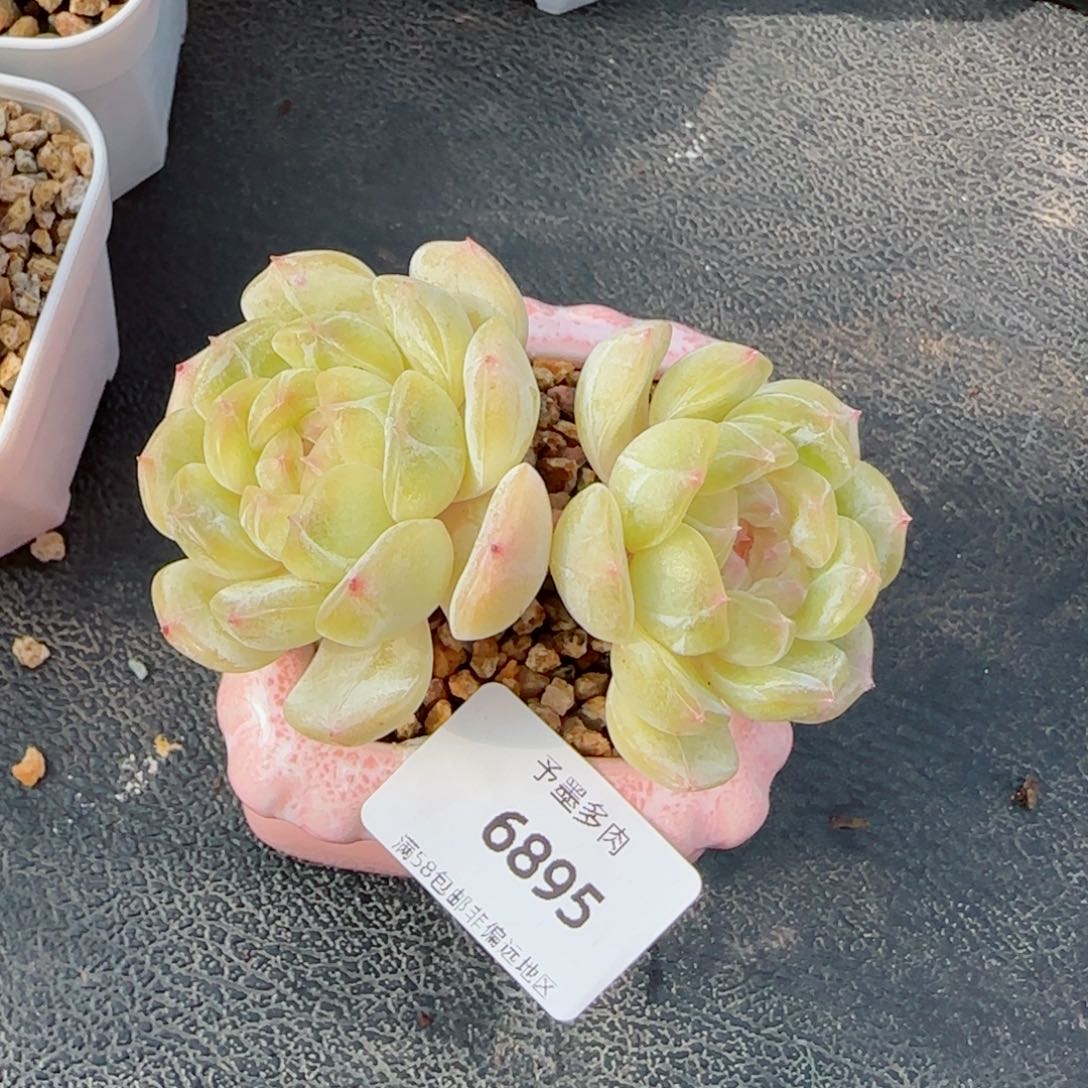 白恋，6895多肉植物