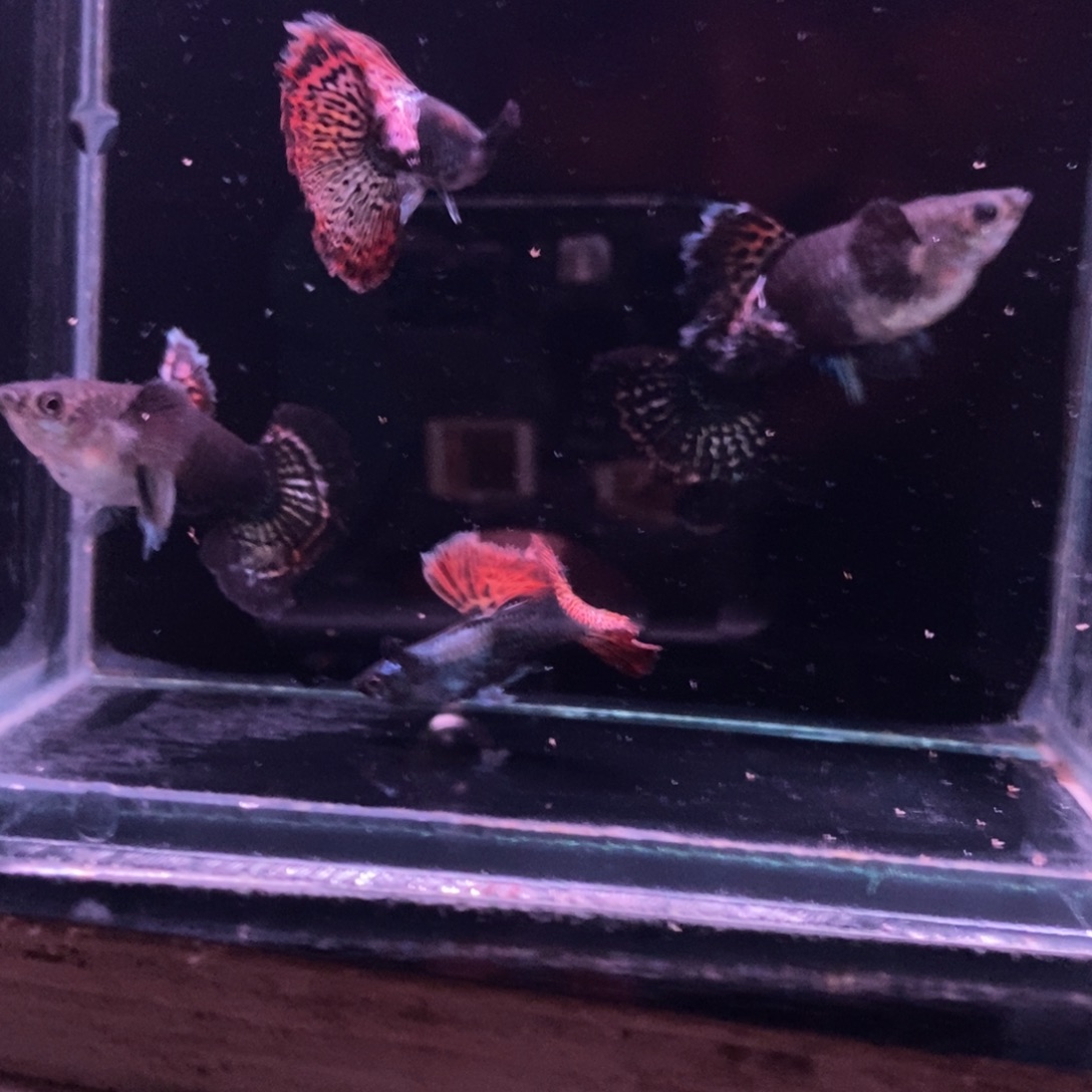 用***7孔雀鱼精品红龙两对
