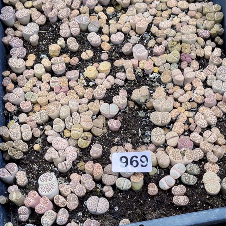 969 生石花一物一图如图