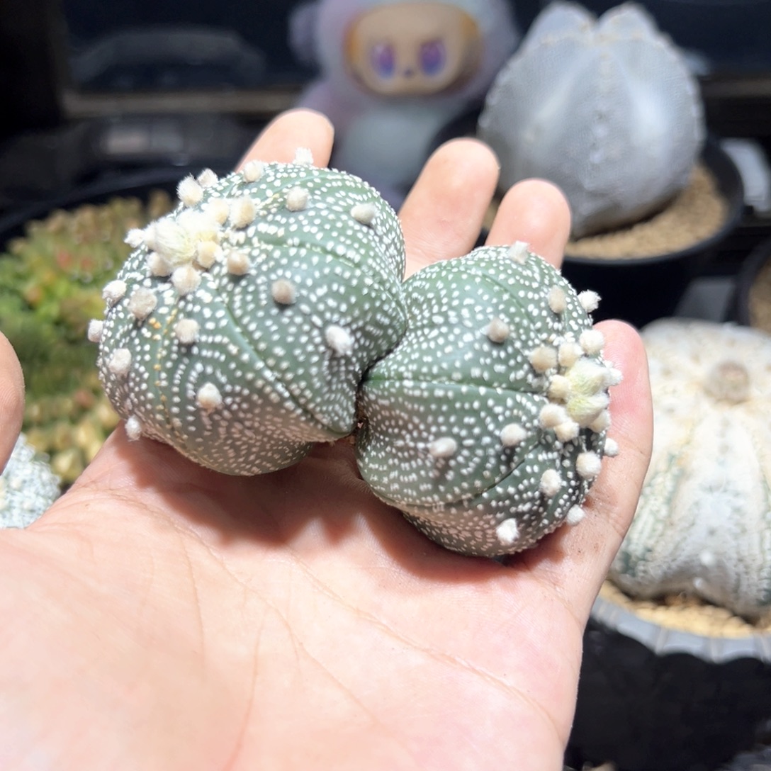 实生双头海星兜5.6，5.2cm