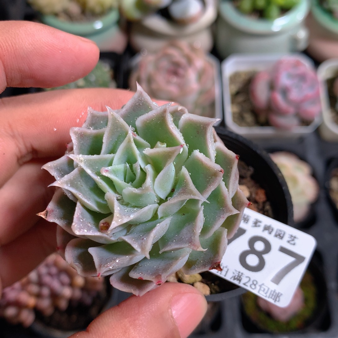 5CM拇指盆精控多肉ZH787
