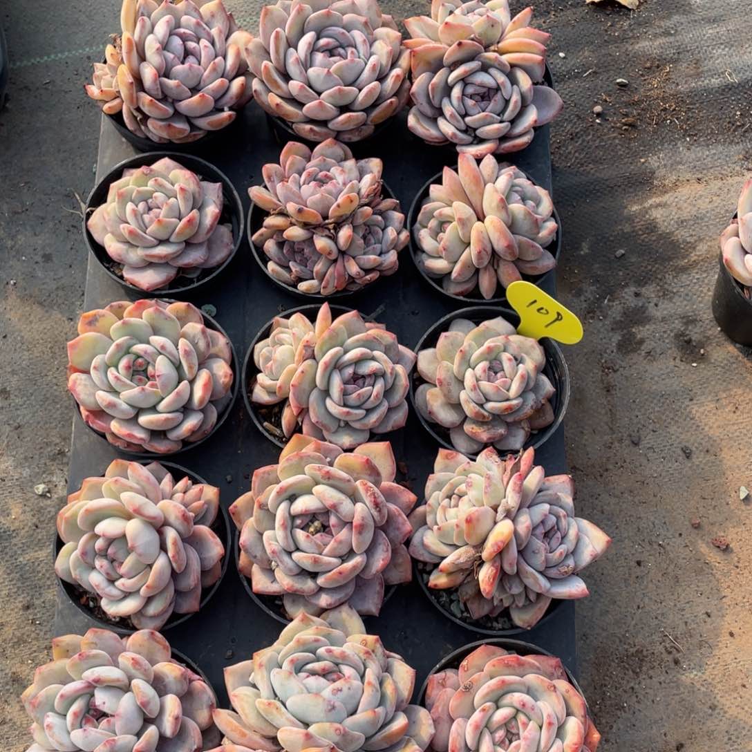 糖心星影十五个一盘109