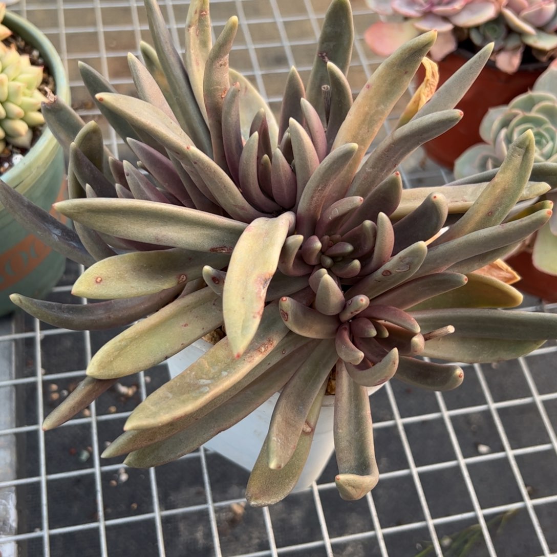 ℳ****八爪鱼40 零零多肉植物