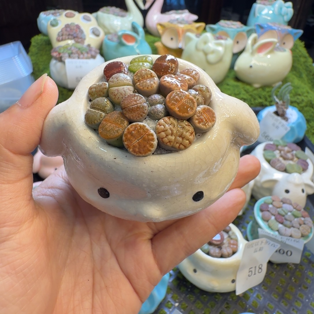 多肉植物福利冲648