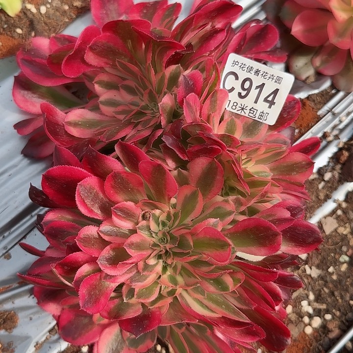 多肉法师香妃缀化