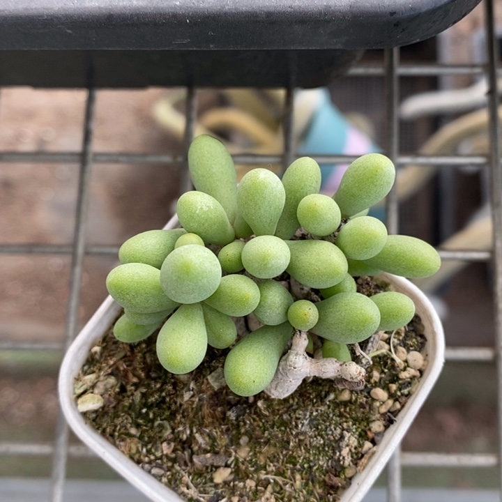 伯克利和格蕾纳等著名音乐