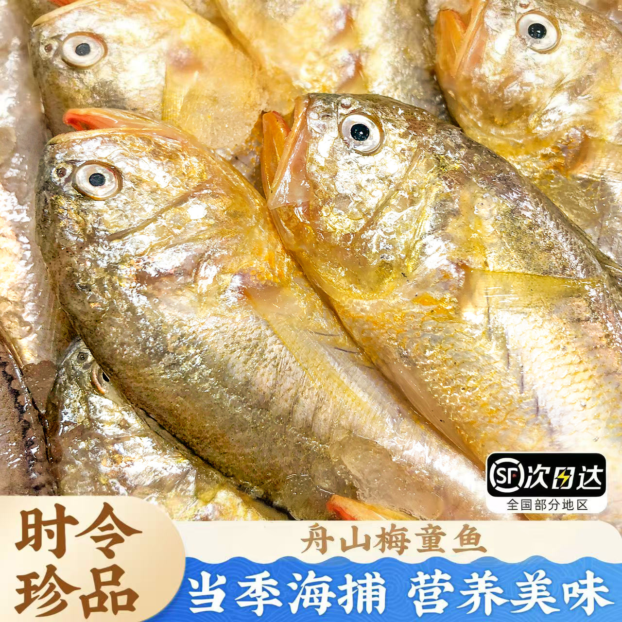 S 正宗舟山梅童鱼新鲜梅子鱼海鲜深海大头宝美味生鲜鲜活冷冻顺丰