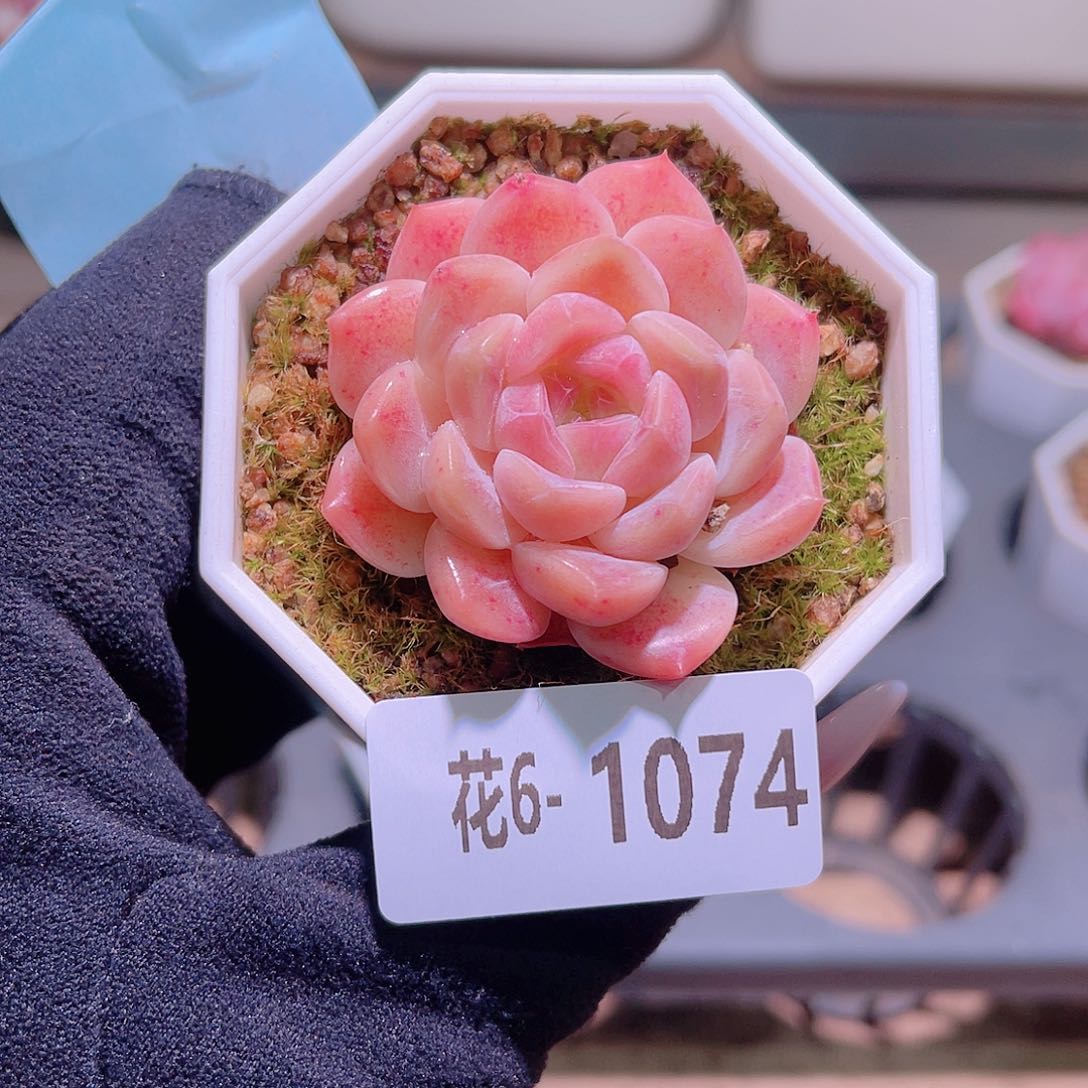 花利美6-1074秘境冰魄