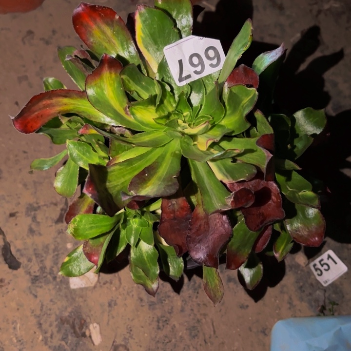 667魅影七彩多肉植物