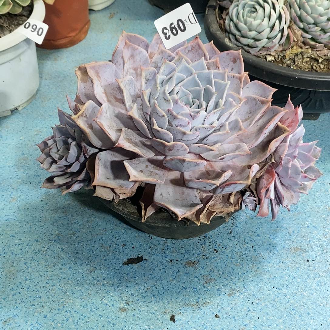 y****】093露西娜多肉植物